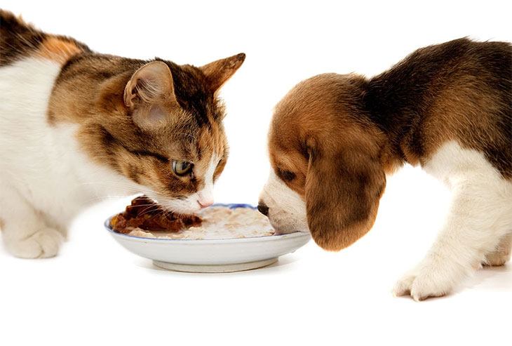 how to keep a dog from eating cat food